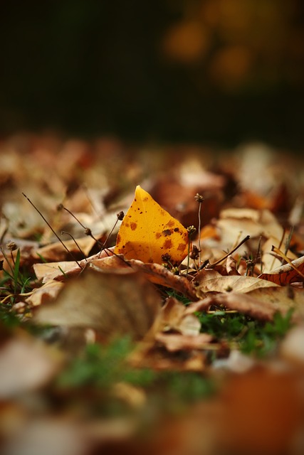 維拉足球俱 維拉足球俱