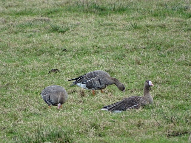 能否参加并